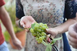 Programa de Vindimas na Quinta da Avessada
