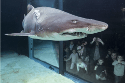 Recommendation: Two Oceans Aquarium (<a href="https://www.citysightseeing.co.za/en/cape-town/v-a-waterfront">stop 1</a>)