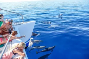 Dolphin and Whale Watching on a Catamaran