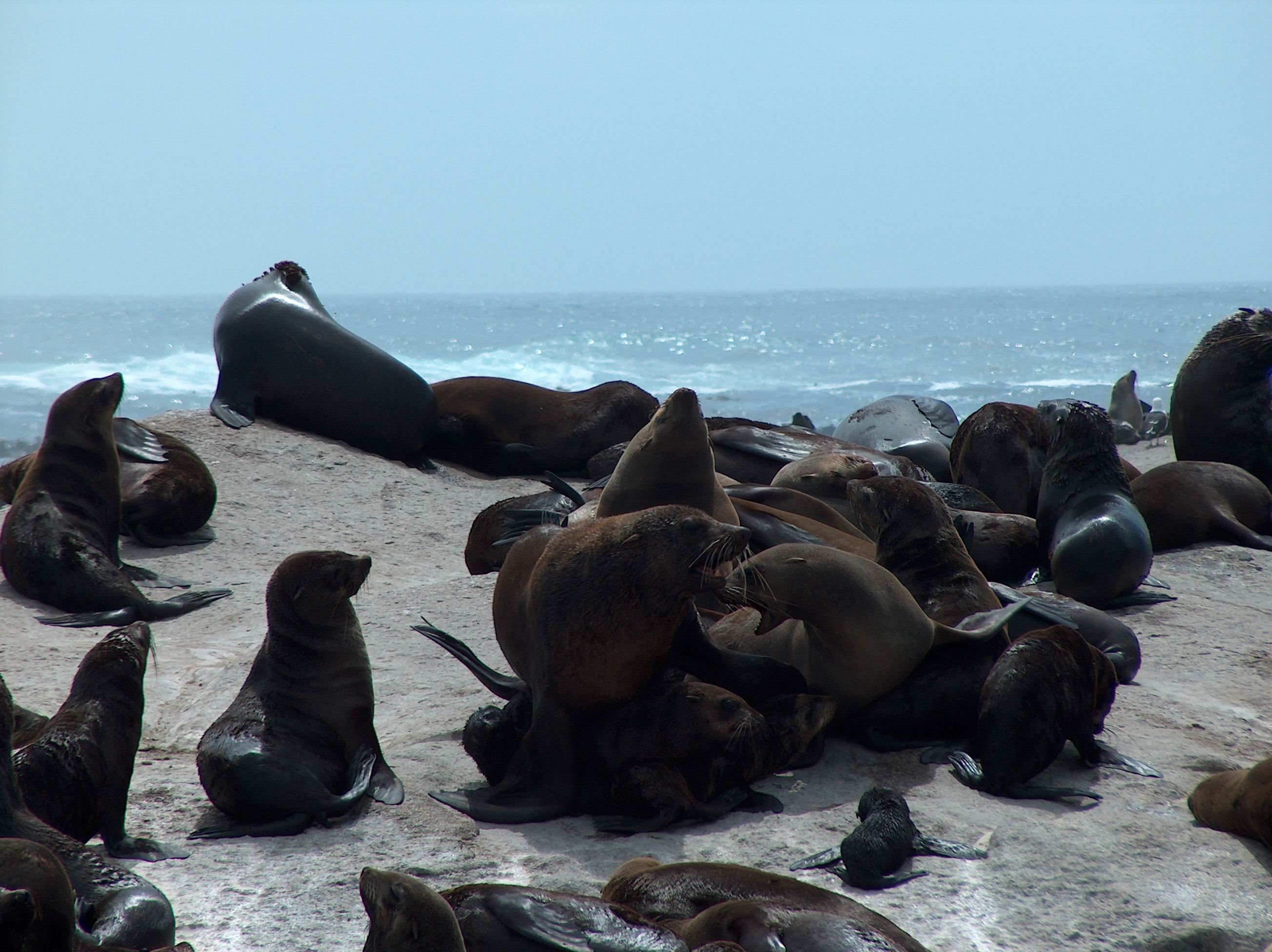 Cape Fur Seals