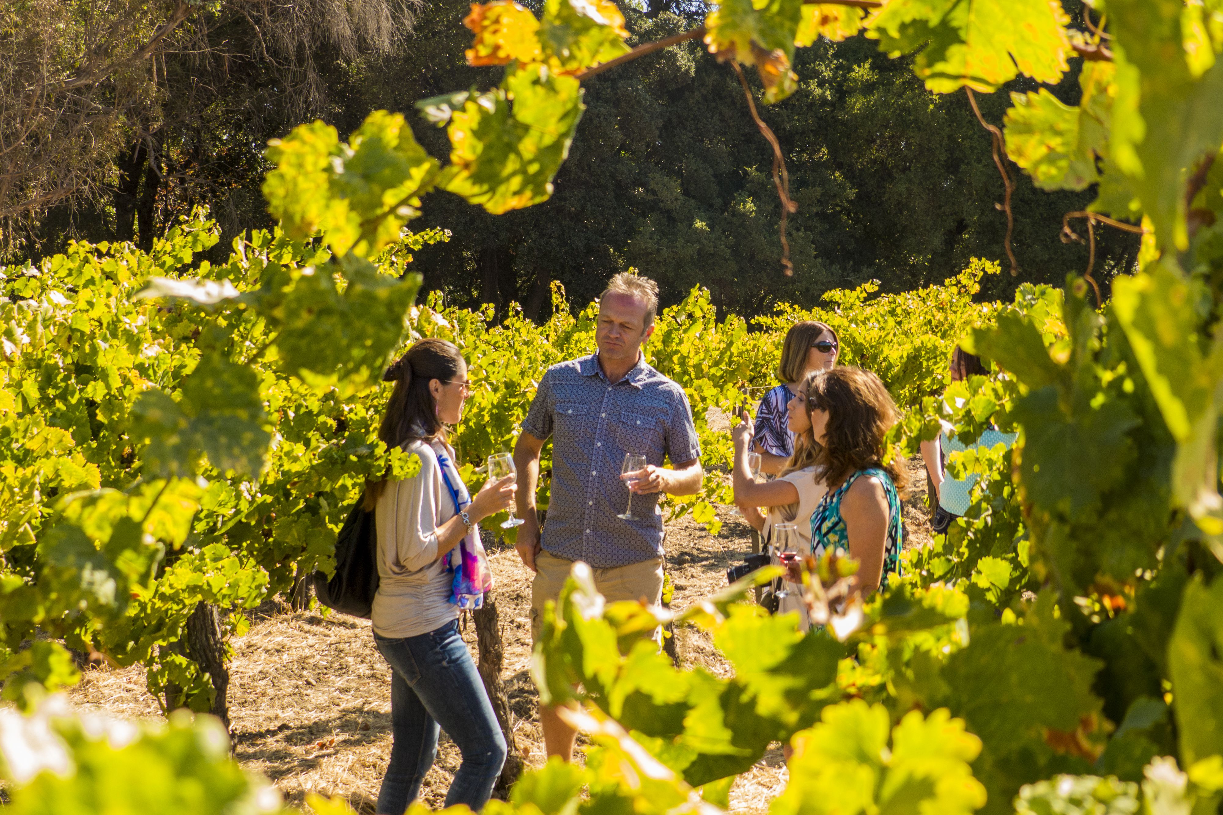 wine country bus tours