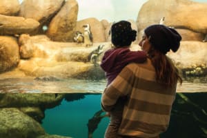 See the penguins