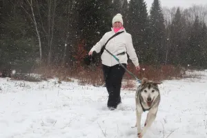 Dog - Snowshoe Joring - 1h