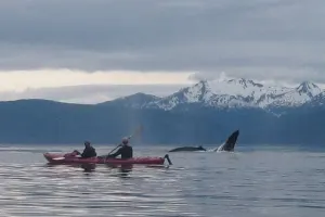 Paddle With Whales Kayak Adventure