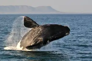 Whale and Hermanus Tour