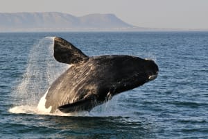 Whale and Hermanus Tour