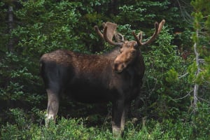 Park Moose In The Growth