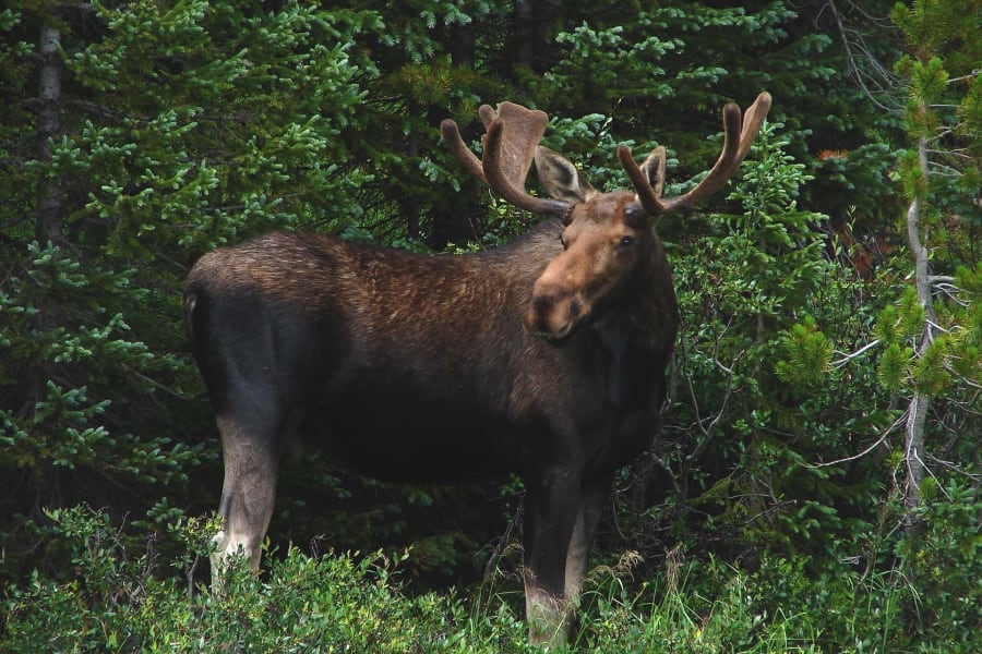 Park Moose In The Growth