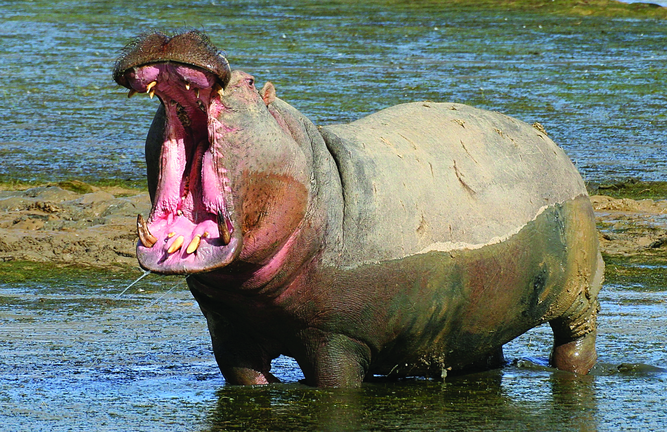 Cape Town Safari Tours