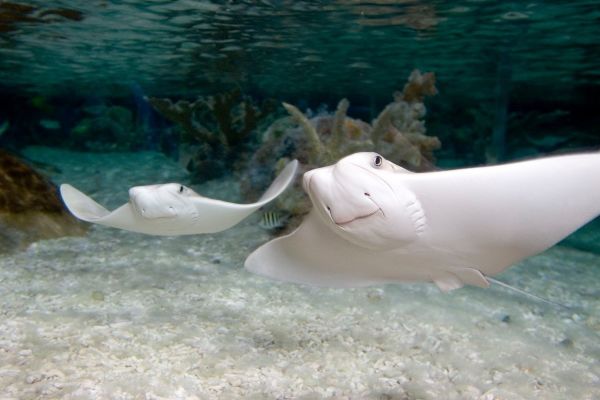 Cow Nosed Rays at Sea Life Orlando