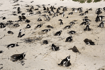Spend a day on the Cape Explorer Cape Point Tour
