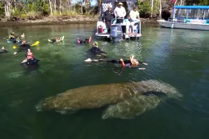 Swim with the Manatees