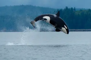 3- Day Campbell River Tour