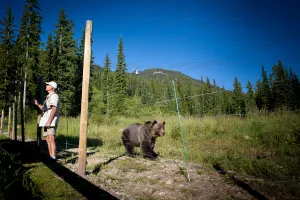 Discover Grizzly Bears