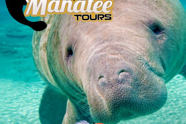 Manatee Tour on The Island City Eco Paddle
