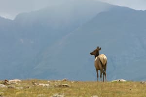 Cow Elk Staring Off