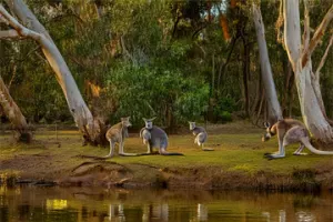 Melbeern River Roos
