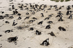 Recommendation: Surfers and seabirds