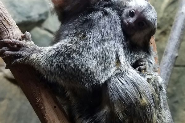 Baby with mom Marmoset with white ears at the Rainforest Adventure Zoo