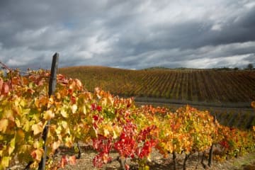 O Outono no Douro: Um Despertar de Cores e Sabores