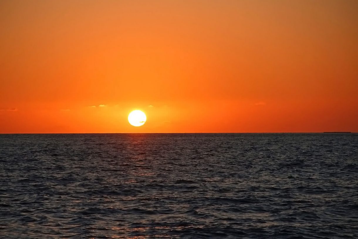 Dolphin and Whale Watching Sunset Tour