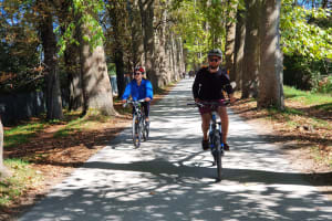 Biking among the trees
