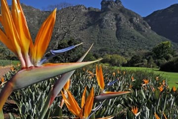 Kirstenbosch National Botanical Garden to reopen