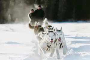 Powder Hound Express