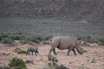 Baby Rhino Love at Aquila Private Game Reserve