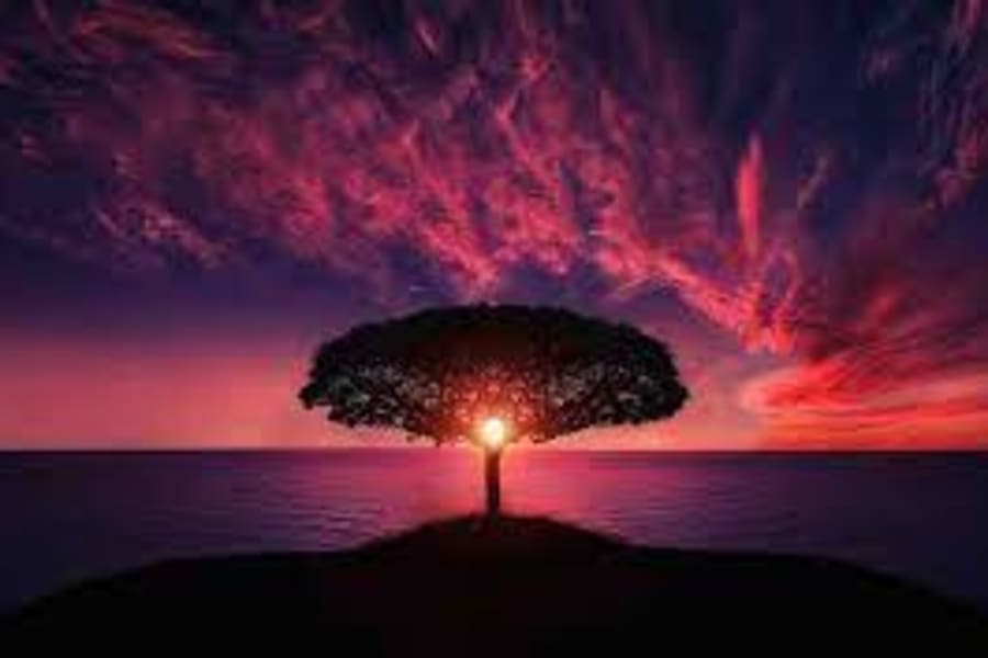 tree2