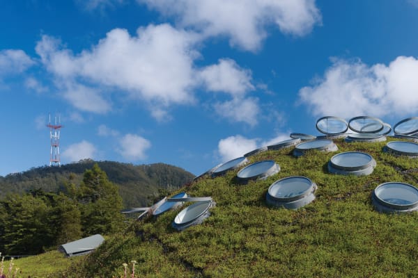 Living Roof