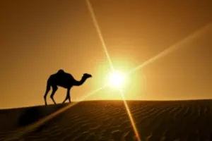 Dubai Morning Safari