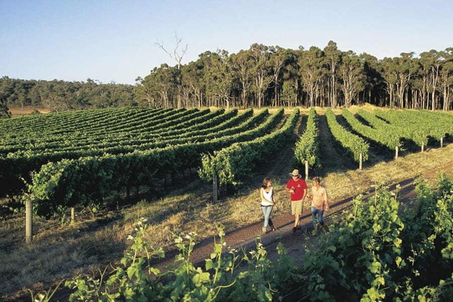 Vineyard 2