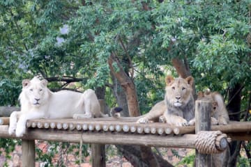 Stop 3: Johannesburg Zoo