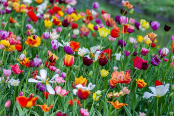 Spending Spring in Cape Town