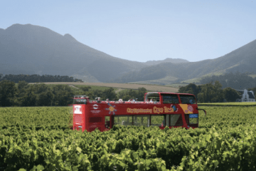 A Fun Day Out in Cape Town – Wine, Dine and Zipline!