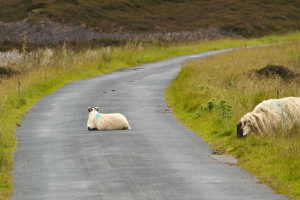 Sheep on the Moors