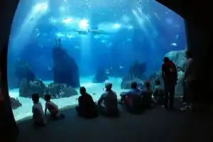 Lisbon Oceanarium