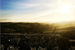 Recommendation: Constantia Valley Wine Bus