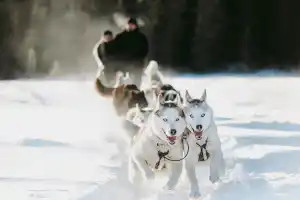 Powder Hound Express