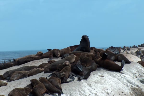 More Cape Fur Seals