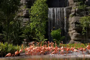 Singapore Combo Bird Paradise + City to Mandai Park One Way Transfer