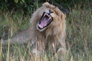 Lion