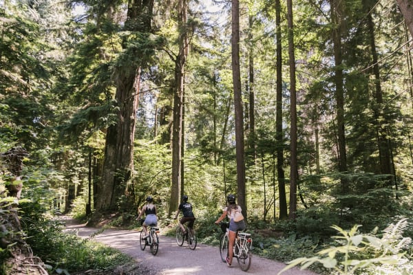 Bike paths through the forest