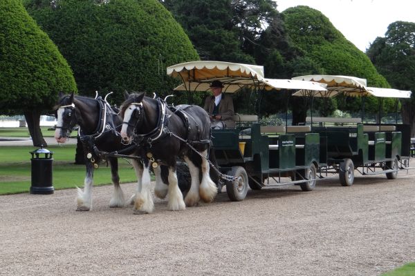 Hampton Court  - Shire Horses