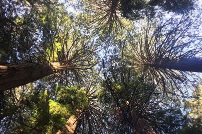 big bus tours muir woods