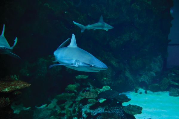 Shark underwater at the Shark Reef Aquarium & Undersea Explorer VR Experience LV