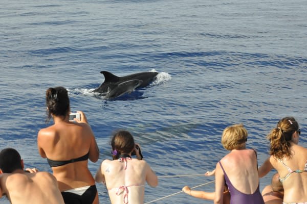 Dolphin and whales watching