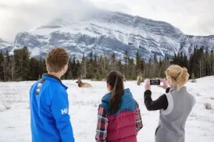 Discover Banff & Its Wildlife