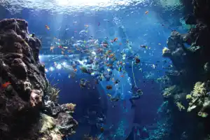 California Academy of Sciences